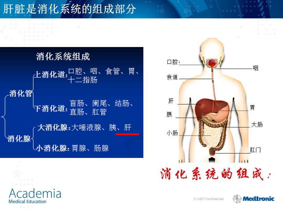 最新肝脏的基本解剖及分段修改PPT文档.ppt_第2页