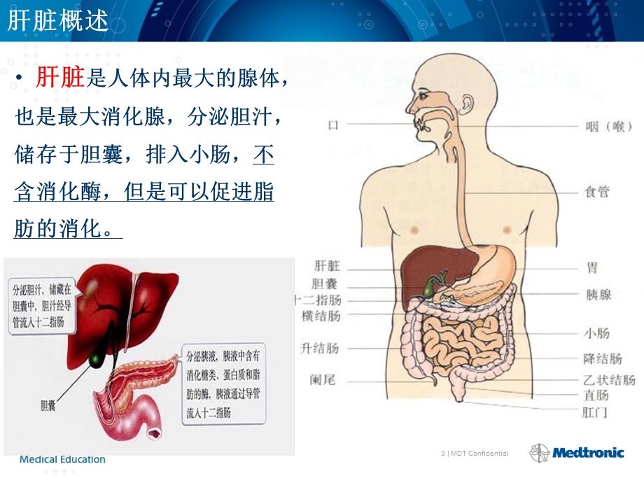 最新肝脏的基本解剖及分段修改PPT文档.ppt_第3页