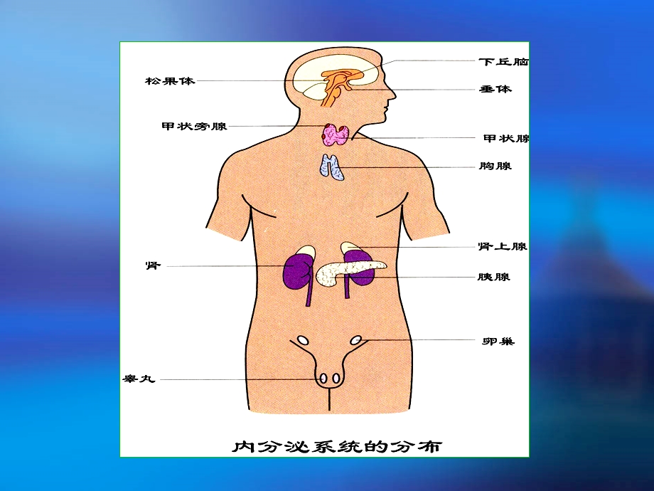 人体解剖学课件第十一章内分泌修改PPT课件.ppt_第2页