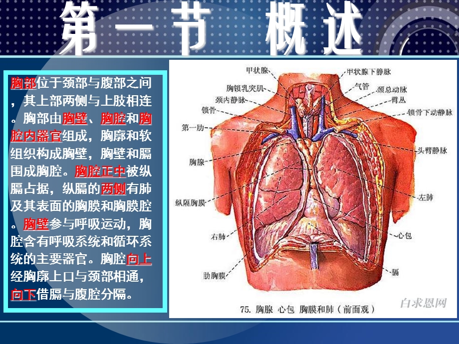 人体断层解剖学胸部断层解剖PPT文档资料.ppt_第3页