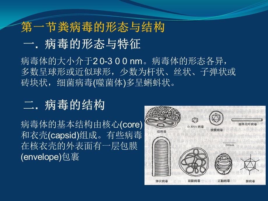 8医学病毒医学免疫学与病原生物学2003文档资料.ppt_第1页