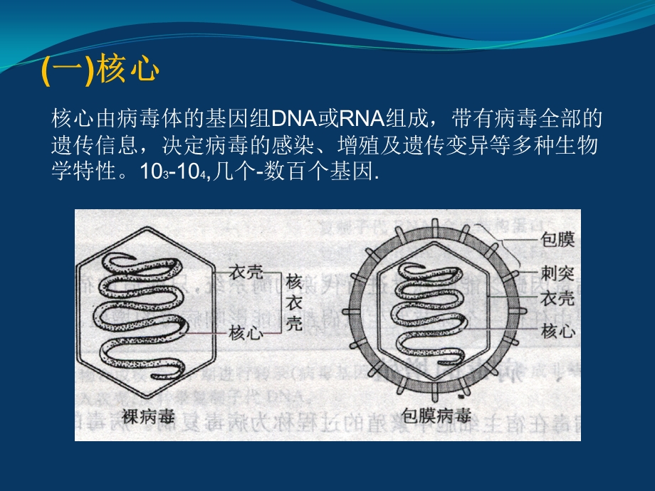 8医学病毒医学免疫学与病原生物学2003文档资料.ppt_第2页