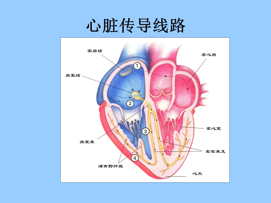 最新：轻松学习心电图基础知识ppt课件文档资料.ppt_第3页