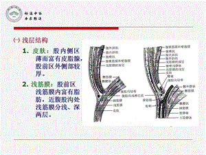 最新：医用局部解剖学股前区及股内侧区文档资料.ppt