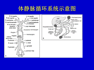 最新：体静脉异常文档资料.ppt