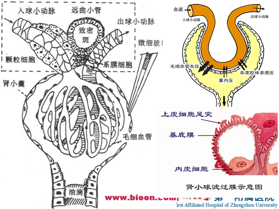 最新：肾内1总论,急性急性慢性肾炎文档资料.ppt_第2页