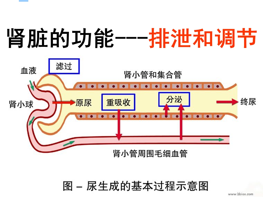 最新：肾内1总论,急性急性慢性肾炎文档资料.ppt_第3页