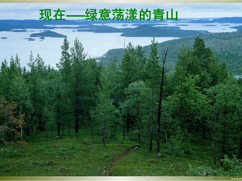 六年级《青山不老》课件.ppt_第3页