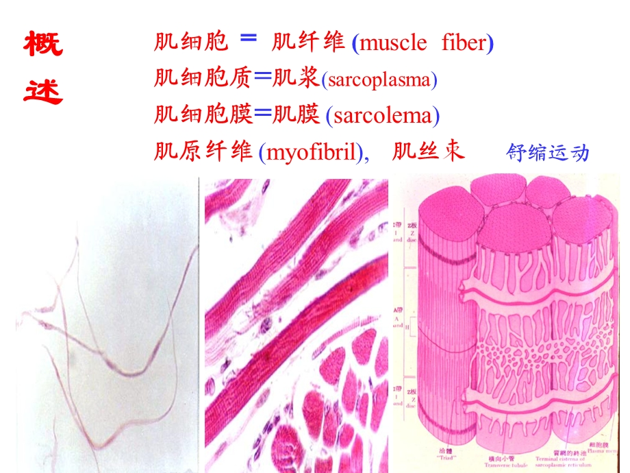 6肌组织9临床103文档资料.ppt_第2页