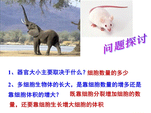 人教高中生物必修一细胞的增殖有丝分裂精选文档.ppt