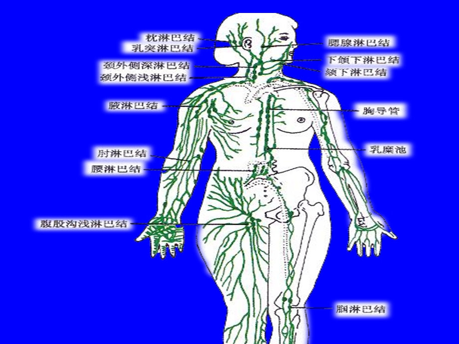 最新人体解剖淋巴系统PPT文档.ppt_第2页