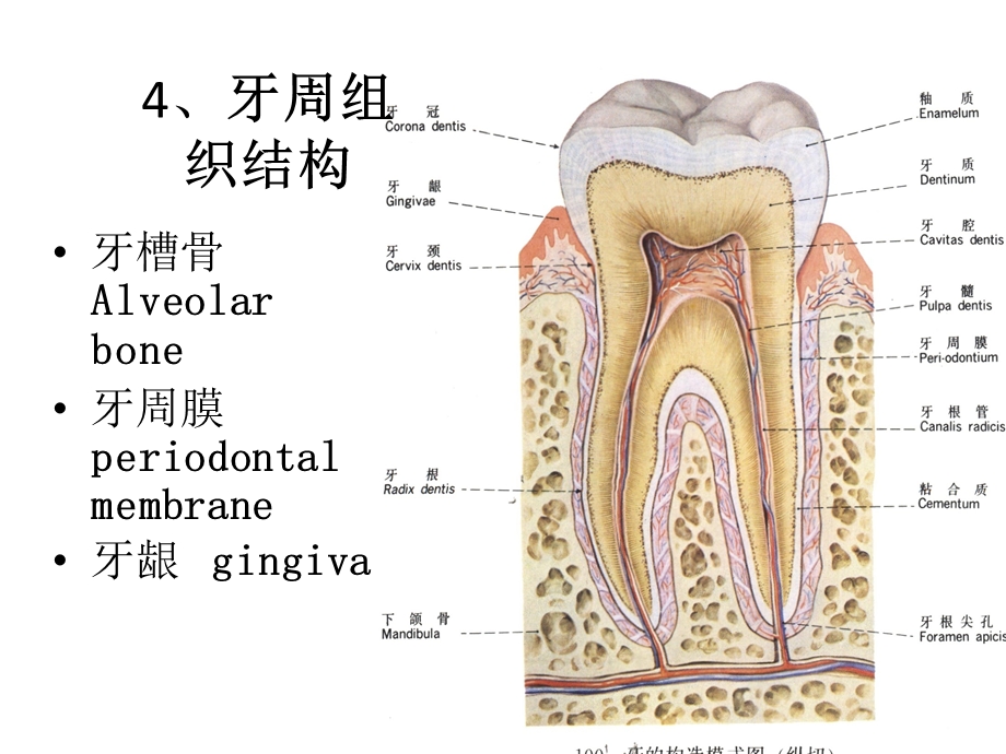 最新：口腔科学重点文档资料.ppt_第1页