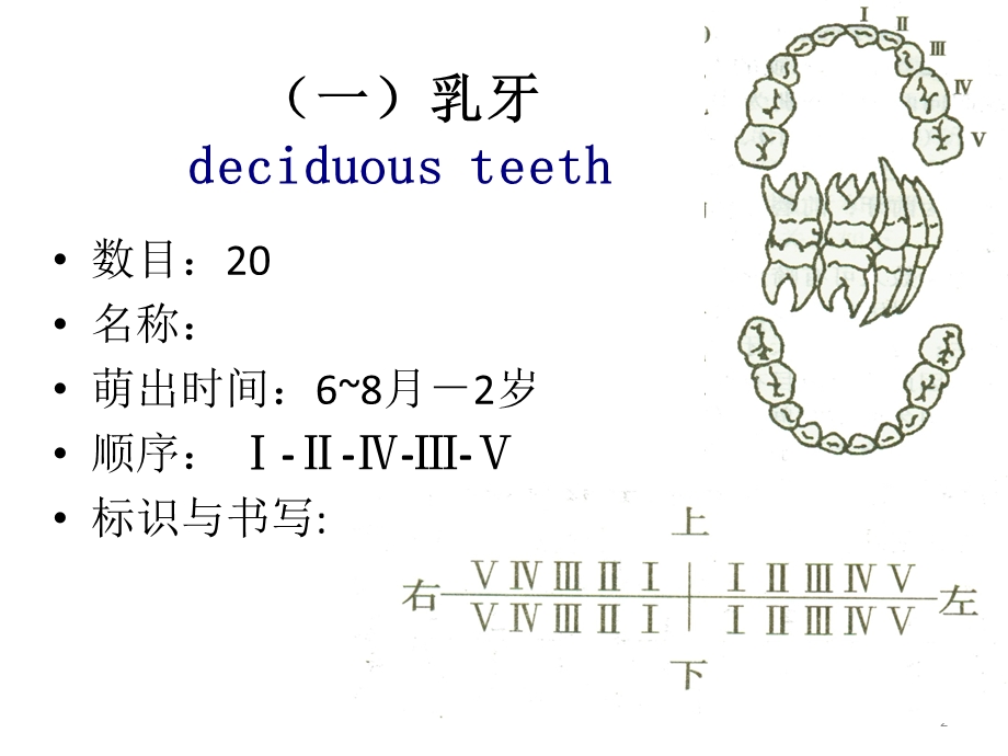 最新：口腔科学重点文档资料.ppt_第2页