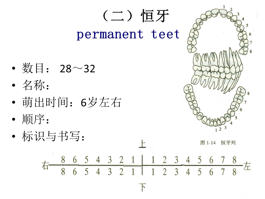 最新：口腔科学重点文档资料.ppt_第3页