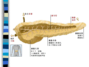 急性胰腺炎4病人PPT文档资料.ppt