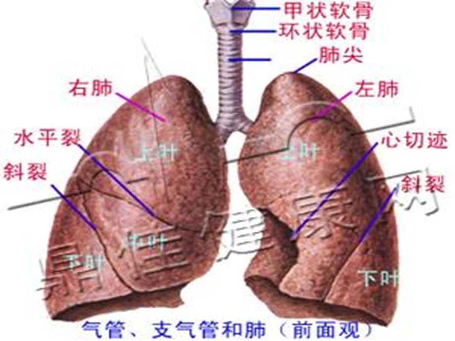 中医内科课件哮PPT文档资料.ppt_第3页