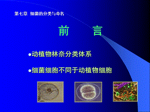 最新：革兰阳性球菌ppt细菌的分类和命名文档资料.ppt