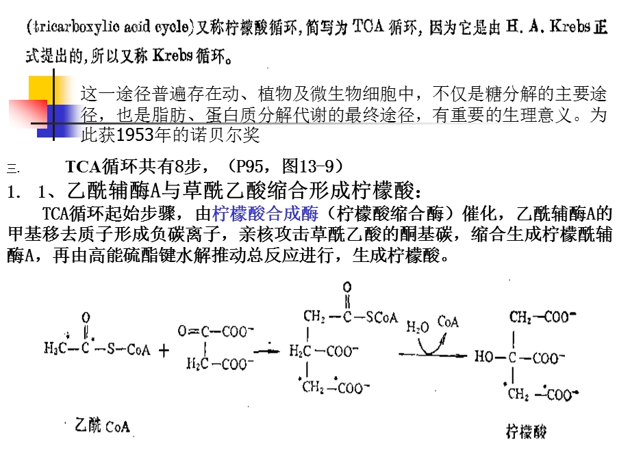 第三节糖的有氧氧化与三羧酸循环名师编辑PPT课件.ppt_第2页