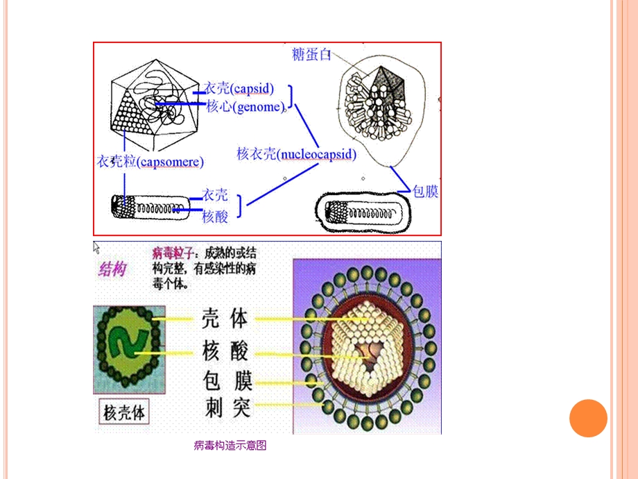 最新：第3节病毒ppt课件文档资料.ppt_第2页