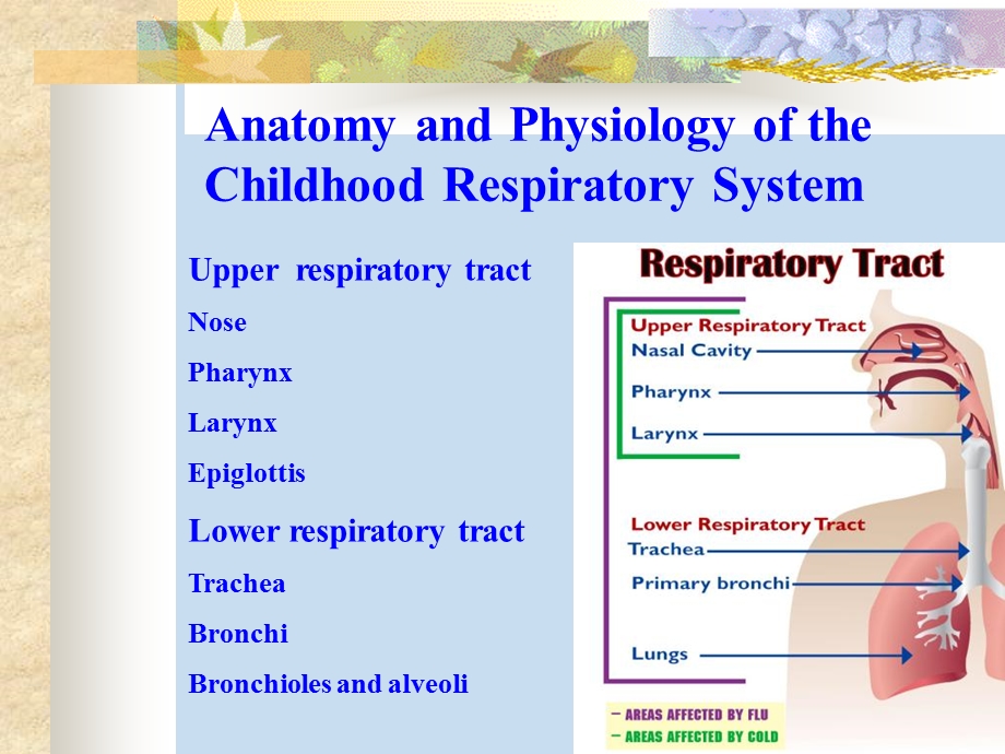 儿童呼吸系统疾病英文版PPT课件.ppt_第1页