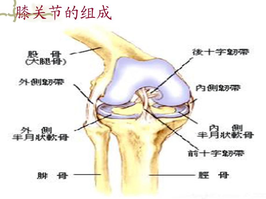 双膝关节置换PPT文档.ppt_第2页