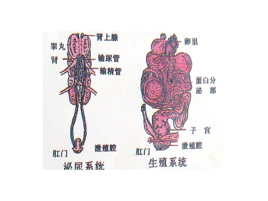 家禽解剖生理特点PPT文档.ppt_第2页