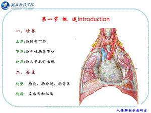 最新人体结构 胸部PPT文档.ppt