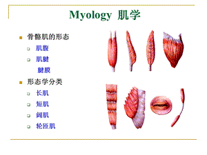 最新：解剖学myologyppt课件文档资料.ppt