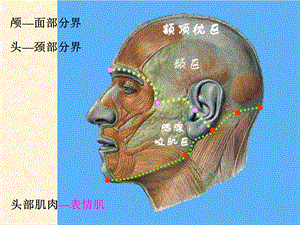 最新：局部解剖学教学〔头颈部〕ppt课件文档资料.ppt