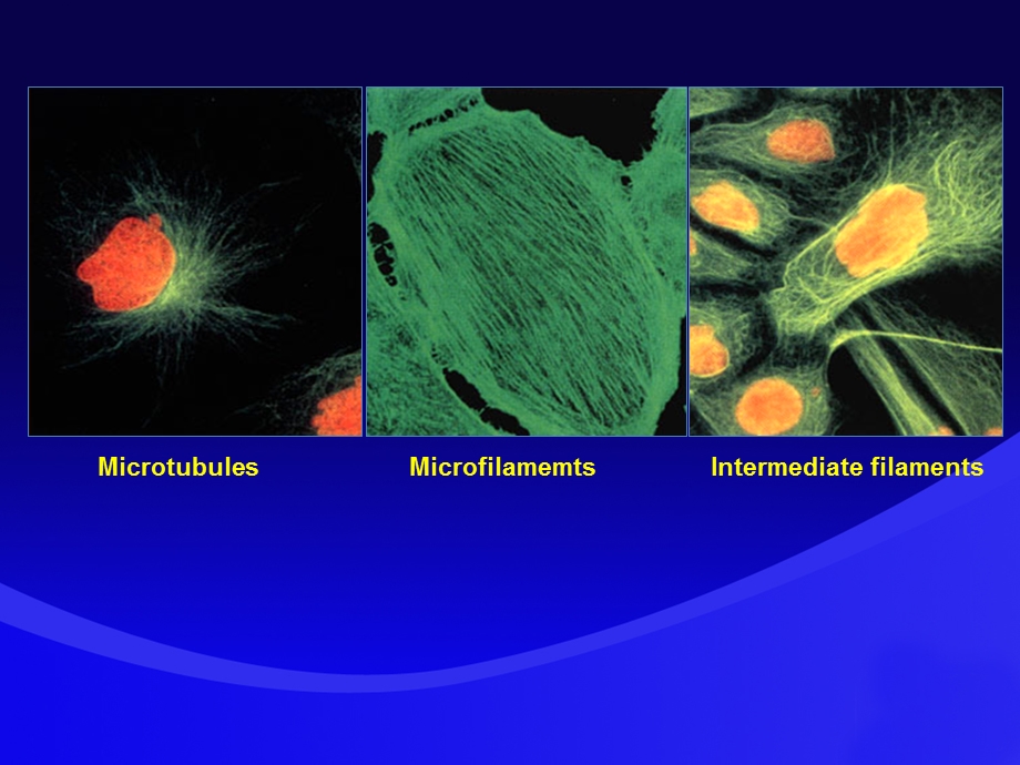 最新细胞骨架作用机理PPT文档.ppt_第3页