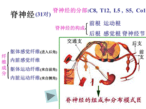 二讲：脊神经PPT文档资料.ppt