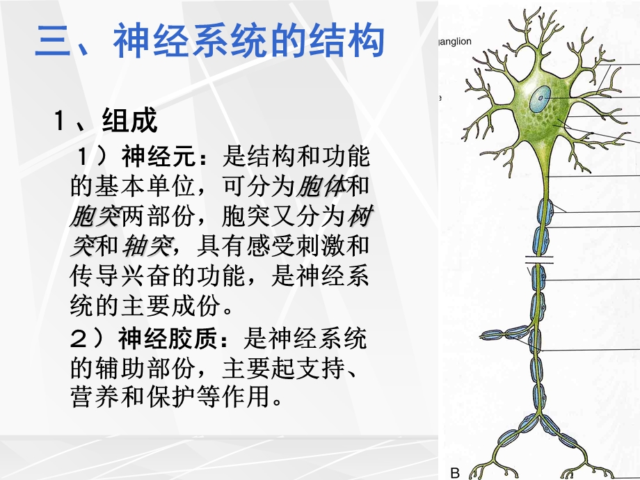 12神经系统总论及脊神经1文档资料.ppt_第3页