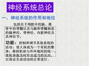 12神经系统总论及脊神经1文档资料.ppt