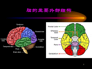 神经系统核医学显像PPT文档.ppt