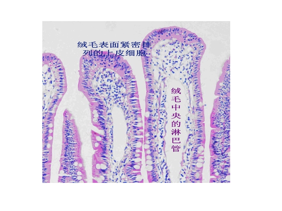 小肠上皮细胞培养文档资料.ppt_第3页