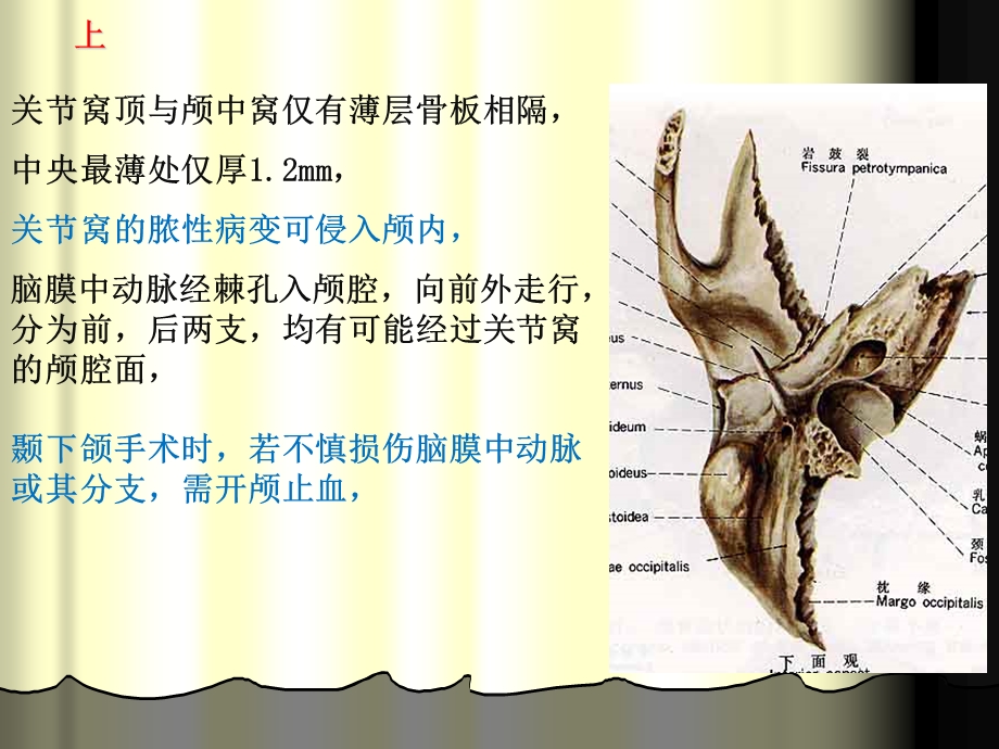 01第一节颞下颌关节的构成精选文档.ppt_第3页