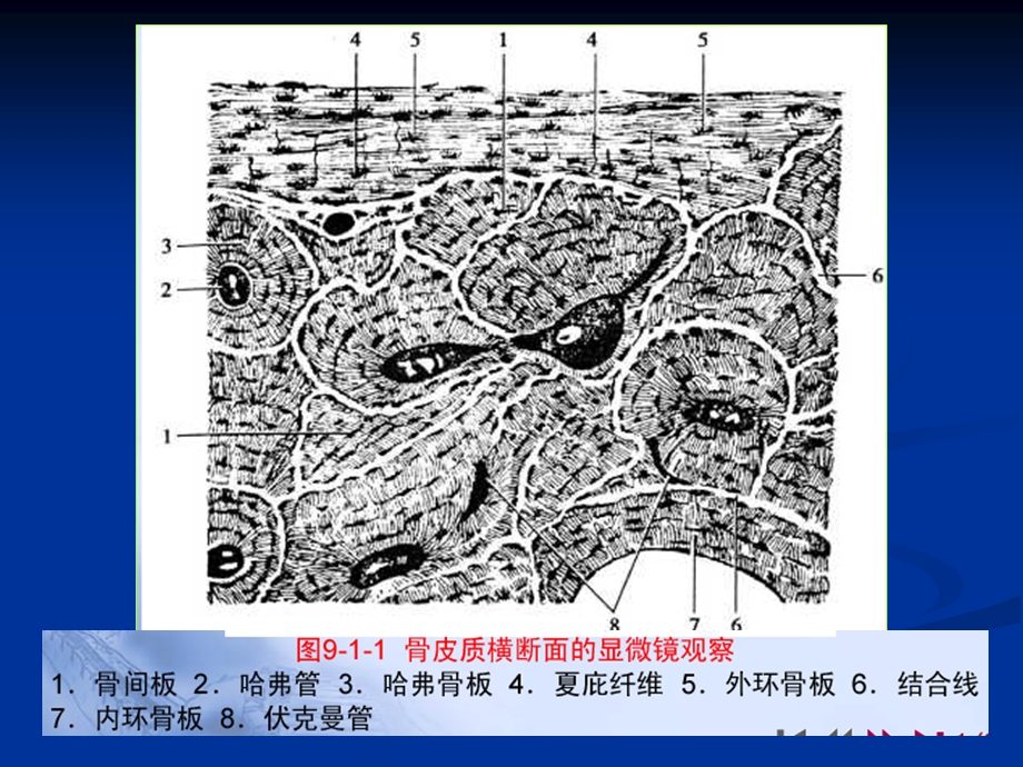 最新白人驹骨骼解剖正常异常PPT文档.ppt_第1页