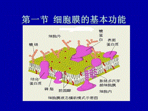 3细胞的基本功能PPT课件.ppt