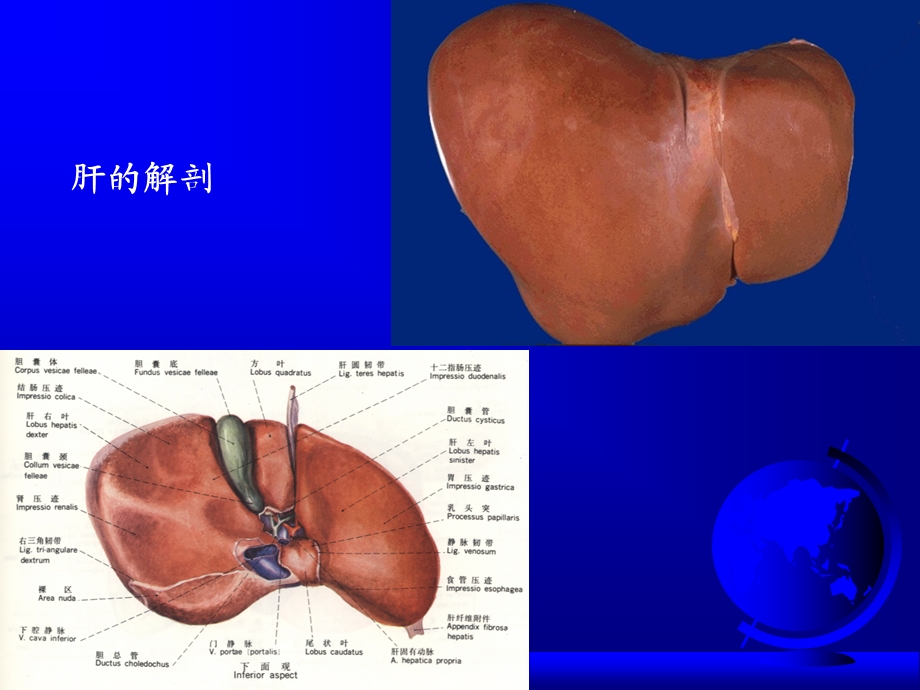 最新：消化系统疾病PPT课件文档资料.ppt_第2页