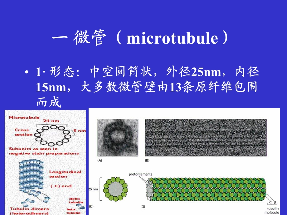 第9章细胞骨架文档资料.ppt_第2页