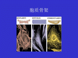 第9章细胞骨架文档资料.ppt