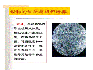 guan3动物细胞培养PPT文档资料.ppt