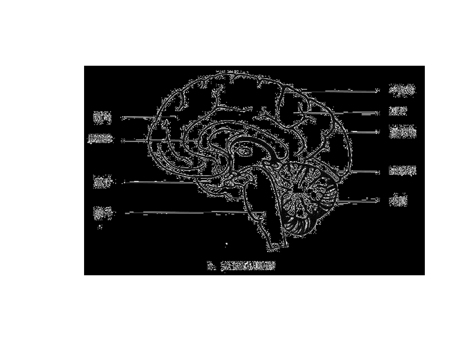 大脑的解剖和正常mri表现精选文档.ppt_第3页