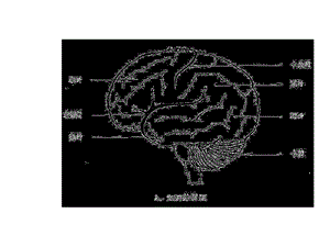 大脑的解剖和正常mri表现精选文档.ppt