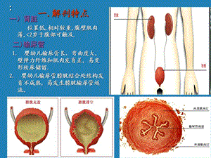 最新泌尿系统疾病总论PPT文档.ppt