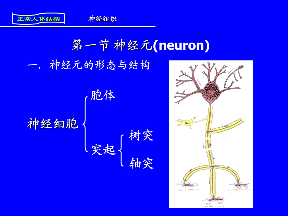 人体解剖与组织胚胎第四章神经组织文档资料.ppt_第3页