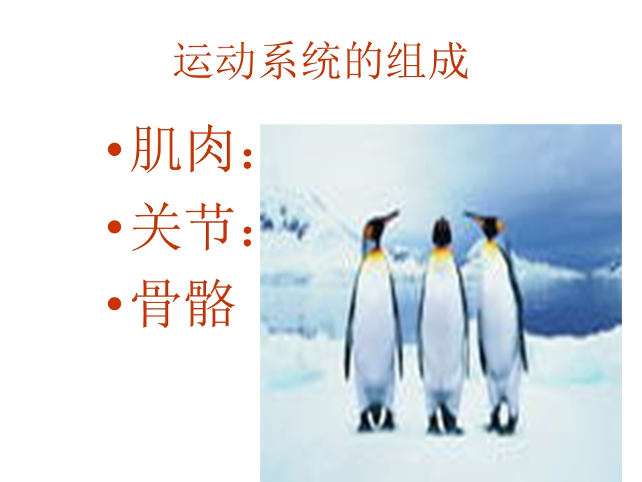 动物的运动课件2.ppt_第3页