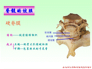 最新：最新17脑脊髓被膜血管脑脊液循环PPT文档文档资料.ppt