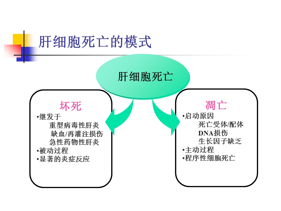 肝细胞死亡的基础与临床研究文档资料.ppt_第2页