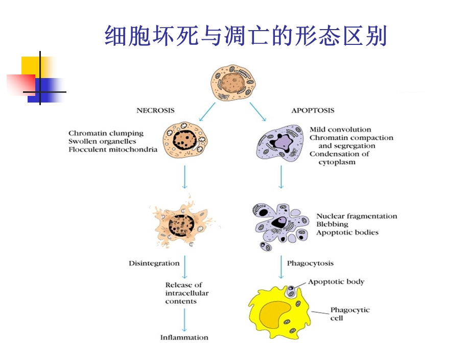 肝细胞死亡的基础与临床研究文档资料.ppt_第3页